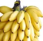 Cloud Farm Hybrid and G9 Rare Tissue Culture Banana Plant - 200 mm CF111108