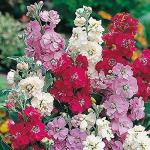 PARYAVARAAN- Stocks Mix Seeds/ Stocks Flower Seeds/ Stocks Mix Flower Seeds / Stocks Seeds / Matthiola incana, Brompton stock, common stock, hoary stock, ten-week stock, gilly-flower
