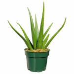 ONLINE PLANT BAZAR ALOE VERA PLANT(PACK OF-1)
