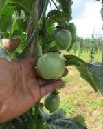 Cloud Farm Hybrid Passion Plant- 200 mm CF07819