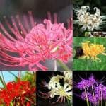 PARYAVARAAN Lycoris Lily/Spider Lily Seeds Summer Flower Bulbs For Outdoor Garden pack of 1 bulbs