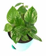 India Gardening Betel Leaf Magai Pan in Self Watering Pot
