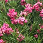 Globalplants Pink karabi/pink Nerium/ oleander flower/karabi flower plant pink oo