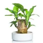 Zelwie Brazilian Lucky Wood Good Luck Live Plant Lucky Brazil Wood Potted Plant | Healthy Indoor Live Lucky Brazilian Wood Plant for Living Room | Feng Shui Plant | without Pot
