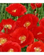 Green World Organic Indian Poppy Mix Flower 150 Seeds
