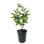 HN Organics Harsingar / Parijat Plant / Night Flowering Jasmine Plant (Small Pot)