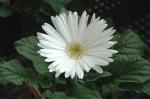 Plantzoin Gerbera daisy Transvaal daisy Gerbera jamesonii(White) Live Plant