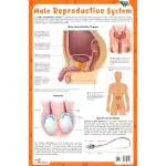 PEGASUS - The Male Reproductive System - CHARTS