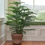 Cloud Farm Hybrid Christmas Tree Plant - 200 mm CF_A74