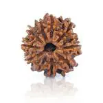 Feel Touch Mart Nine Face 9 Mukhi Natural Nepal Bead Nav Mukhi Rudraksha by Lab Certified