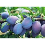 ONLINE PLANT BAZAR ALOO BUKHARA/PLUMS FRUIT PLANT(PACK OF-1)