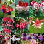 NooElec Seeds India 35+ Seeds- Mix Lantern Flower Fuchsia Flower Seeds For Home Garden - Grow Year Round