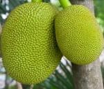 Zomoloco Jackfruit PlantKathal PlantLive Jackfruit Plant - Fanas, Kathal
