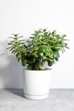 Online Plant Bazar Green Crassula Ovata Good Luck Jade Live Plant-Z1