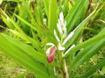 Plantzoin Snap ginger Kulanjan Alpinia calcarata Ghoda bacha Live Plant