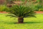 ONLINE PLANT BAZAR CYCAS/SAGO PALM PLANT(PACK OF-1)