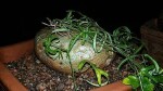 Exotica Orchids Adenia kirki-Specimen Size Big Plant