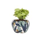 Ferns N Petals Syngonium Plant In Designer Metal Pot 3.2X4.5 inch