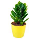 PHULWA Live Zz Plant With Yellow Round Plastic Pot
