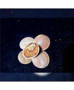 Zyana Multicolor Siddha Gomati Chakra (Set of 5)