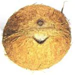 Xetomos Very Rare One Eye One Mouth Coconut