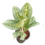 SENECIO Aglaonema Milky Way Large Leaf Chinese Evergreen Air Purifying Ornamental Good Luck Indoor Outdoor LIVE Plant For Home & Office