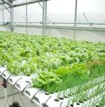 Sansar Green A & Z Nutrients Hydroponic Liquid Manure for Plants, Essential Overall Growth Manure (0.5 L, Liquid)