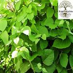 Kapebonavista Flame of the Forest palasha dhak palans kimshuka palasha kincukam kimsukamu bastard teak battle of Plassey tree Bengal kino palas tree parrot tree bipornok palash Butea superba Butea monosperma Living Plant in Poly Bag