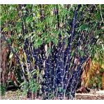 Nema Phyllostachys Nigra Bamboo Seeds-50Pcs
