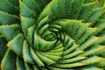 Zomoloco Herb Aloe Vera Hybrid Plant - 150 Mm