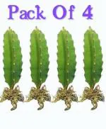 Cloud Farm Hybrid Dragon Fruit Tree - 200 mm Pack of 4 CF_A109
