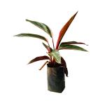 Hug A Plant Calathea Stromanthe Triostar - Live Plant (Home & Garden)