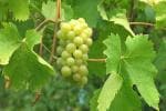 Plantzoin Grape vine Angoor Vitis vinifera Angur Live Plant