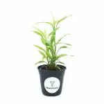 Yours Plants Bamboo Ribbon Plant (Dracaena Sanderiana) Curly Bamboo Light Green Indoor Plants