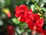 Cloud Farm Hybrid Red Flower Hibiscus Plant - 200 mm CF30049