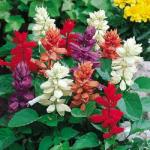 XOLDA Salvia flower Seed (24 per packet)