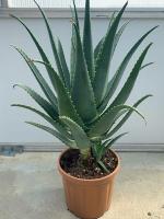 Baishnab Aloe Vera Plantelobera PlantAXAA11