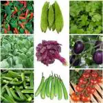 Greenery Hub Organic Chilli, Corriander, Brinjal, Indian Tomato, Bitter Gourd, Palak and Red Palak Seeds (200 Per Packet)