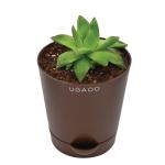 UGAOO Haworthia Cooperi Fleshy Succulent Live Plant with Pot