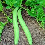 Kraft Seeds Long Melon or Kakri 50 Seeds