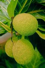 Cloud Farm Hybrid and Rare Dwarf Artocarpus Altilis Breadfruit Plant - 200 mm CF27