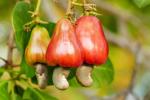 Online Plant Bazar Red Cashew Nut Live Plant-K3