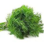 PARYAVARAAN Dil Se Soya Saag Seeds Organic For Home Gardening pack of 30 seeds