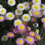 Acroclinium Rosem Mix flower seeds