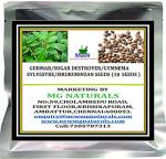 MGBN THE PATH FOR THE HEALTHIER LIFE WITH BEAUTY Gurmar, Sugar Destroyer, Gymnema Sylvestre, Sirukurinzan Seeds (50 Seeds)