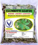 3V Products Dried Elumbotti Ilai Bone Joint Leaves, 10 G (Pack Of 3)