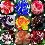 SENECIO TIGER STRIPE Mix Rare Color Dragon Rose Flower Seeds - Pack of 20 Seeds