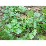 CooPany Dhaniya / Coriander Leaf Vegetable Seeds - Pack Of 750 Seeds
