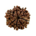 Feel Touch Mart 7 Mukhi Rudraksha High Rated Brown Rudraksha Beads by Lab Certified