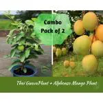 Cloud Farm Alphonso Hapus Ratnagiri Mango Plant & Rare Varity Banarsi Guava Plant, Pack Of 2 SCF_132